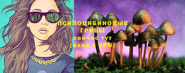 прущие грибы Новодвинск